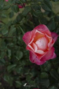 roseto22